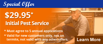 Special Offer Banner Special Offer Banner